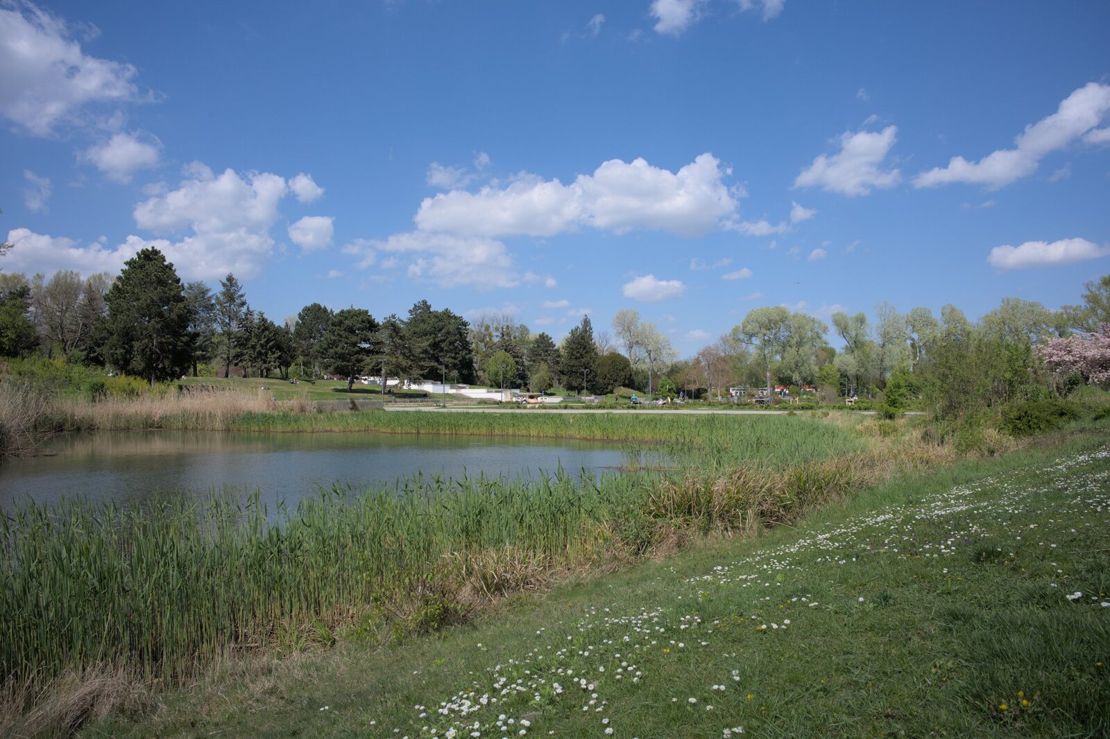 Gras, ein kleiner trüber Teich, blauer Himmel und einige Wolken